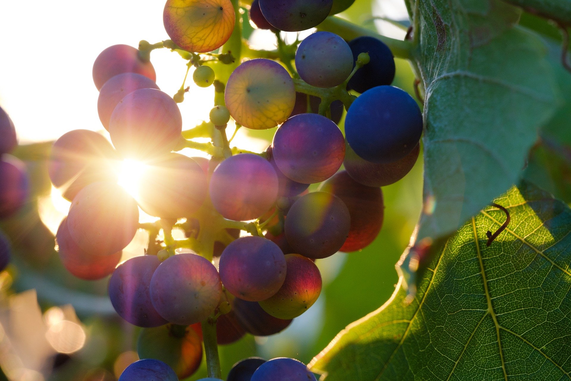 Le Pinot Noir