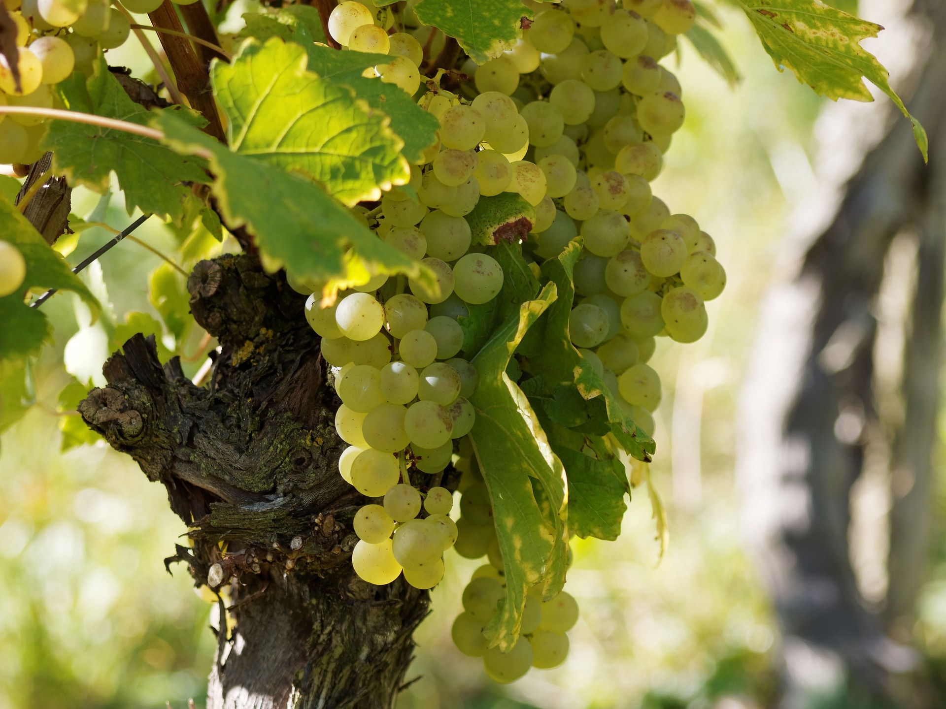 100% Riesling
