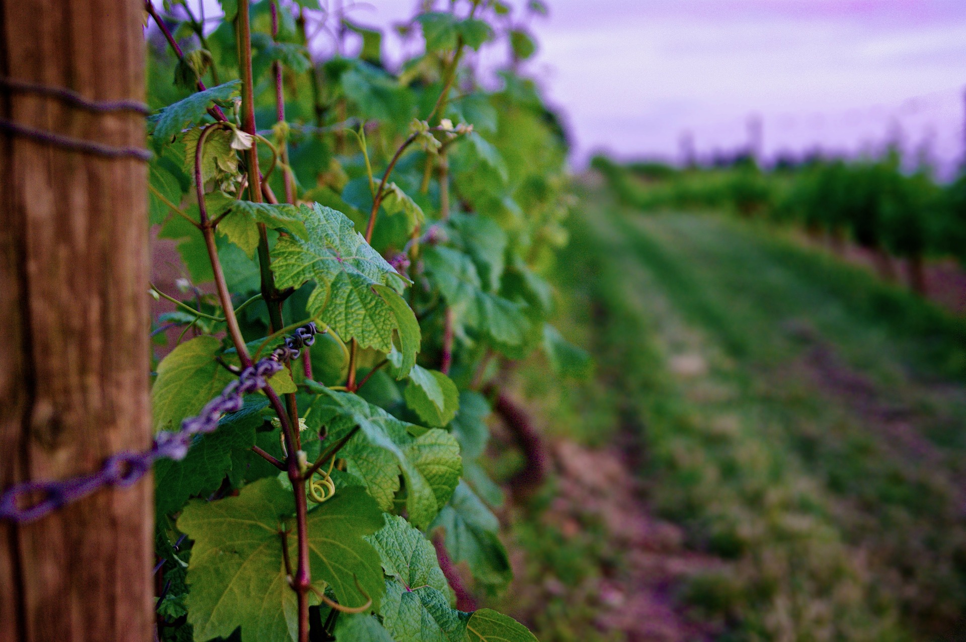 A la découverte du Vin Nature